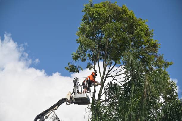 Best Tree Preservation Services  in Alachua, FL